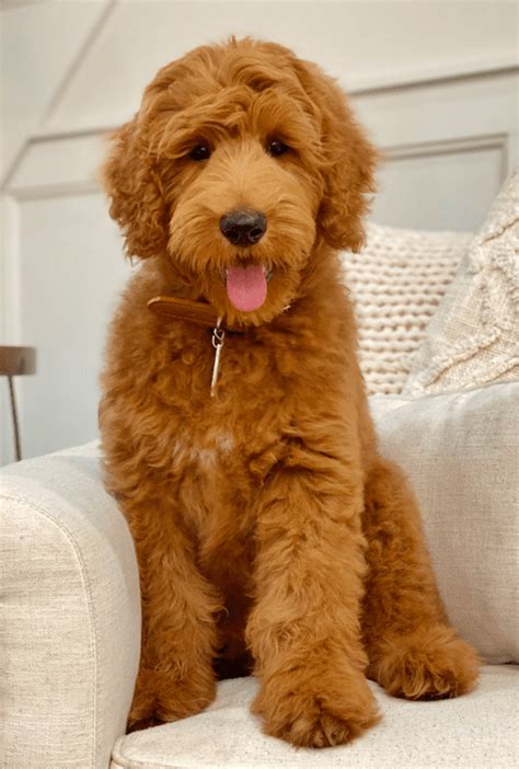 goldendoodle price in india|what do goldendoodles cost.